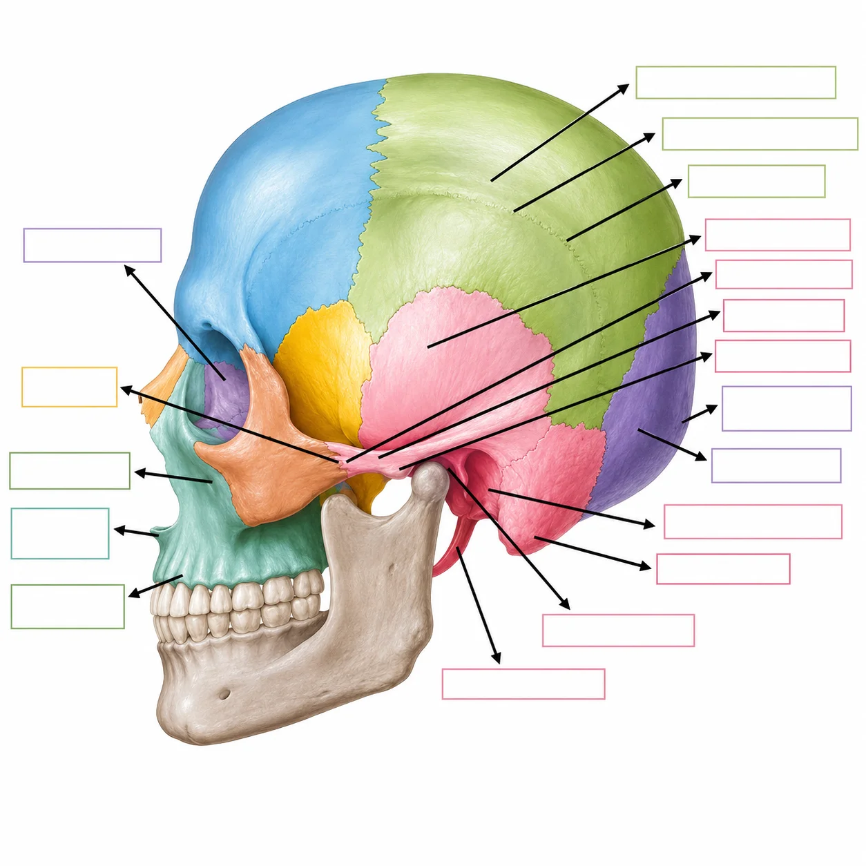 Ejercicio visual de anatomía ósea