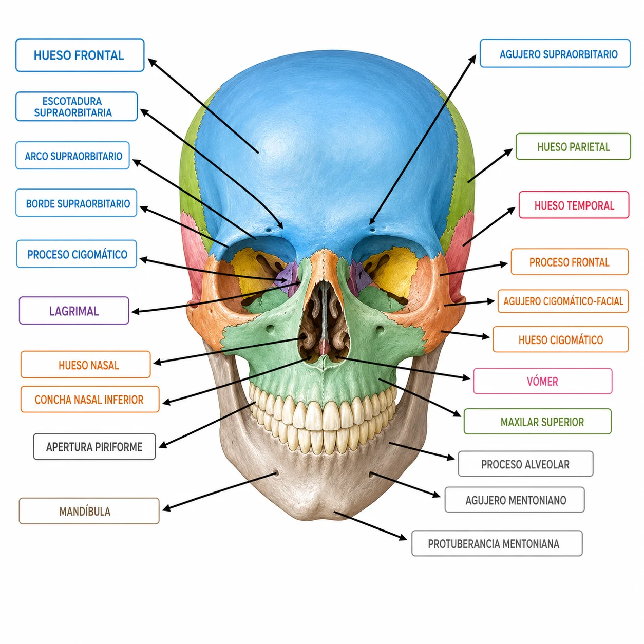 Ejercicio visual de anatomía ósea