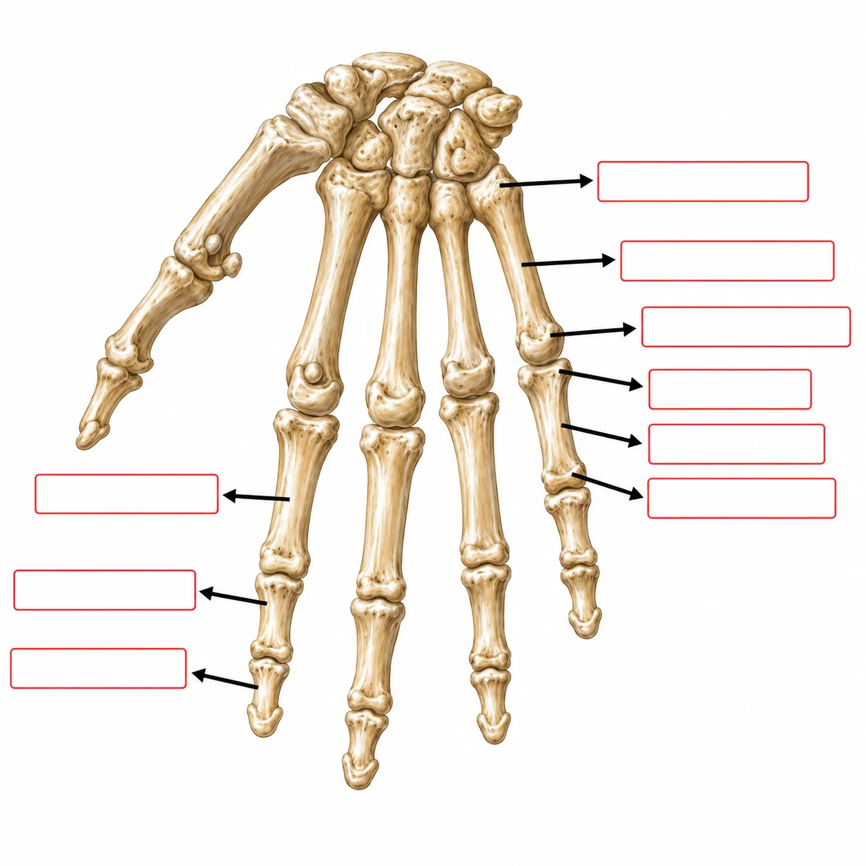 Ejercicio visual de anatomía ósea