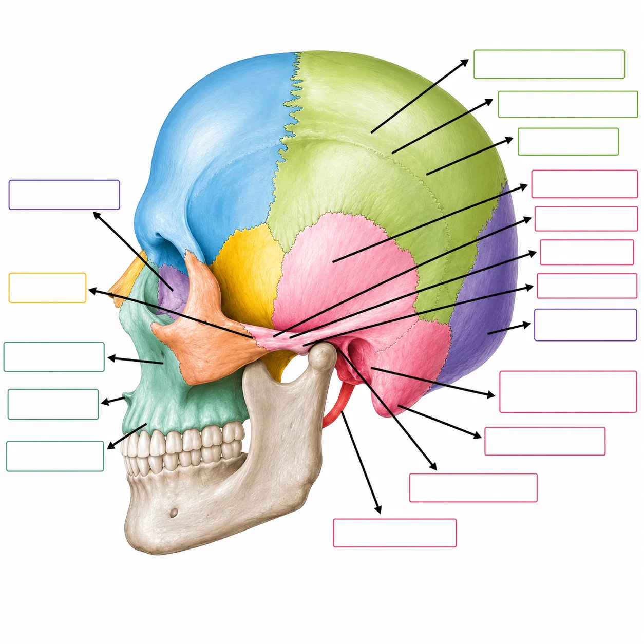 Ejercicio visual de anatomía ósea
